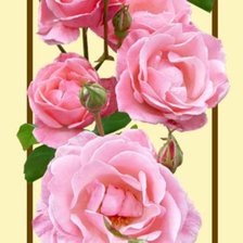 Оригинал схемы вышивки «любимые розы 3» (№69251)