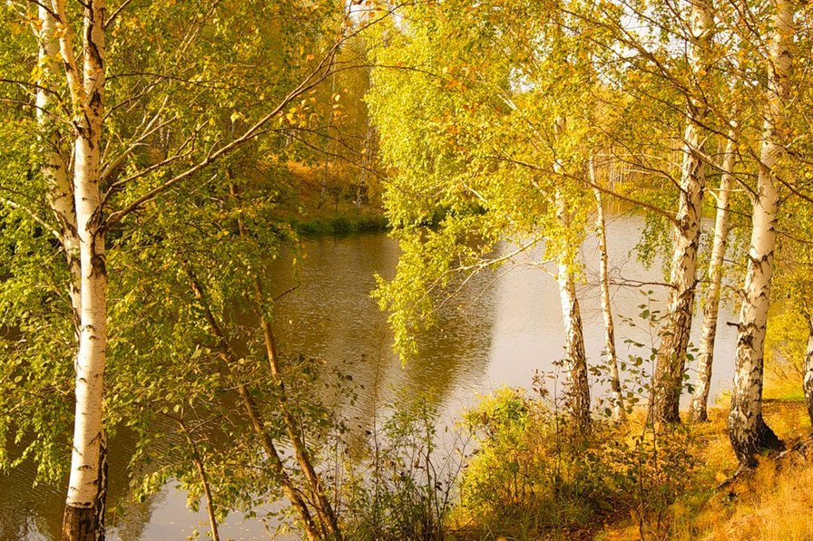 Золото осени - осень, лес, пейзаж, природа, река - оригинал