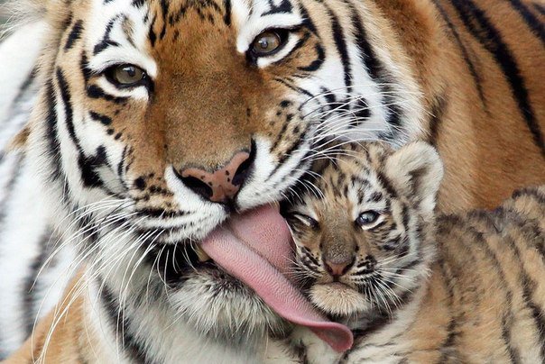 Любовь мамы - тигры - оригинал
