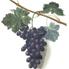 Схема вышивки «виноград13»