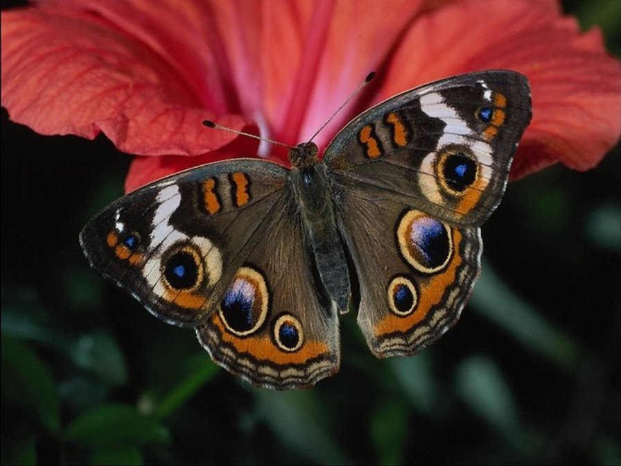 бабочка - бабочки, цветы, красота, лето - оригинал