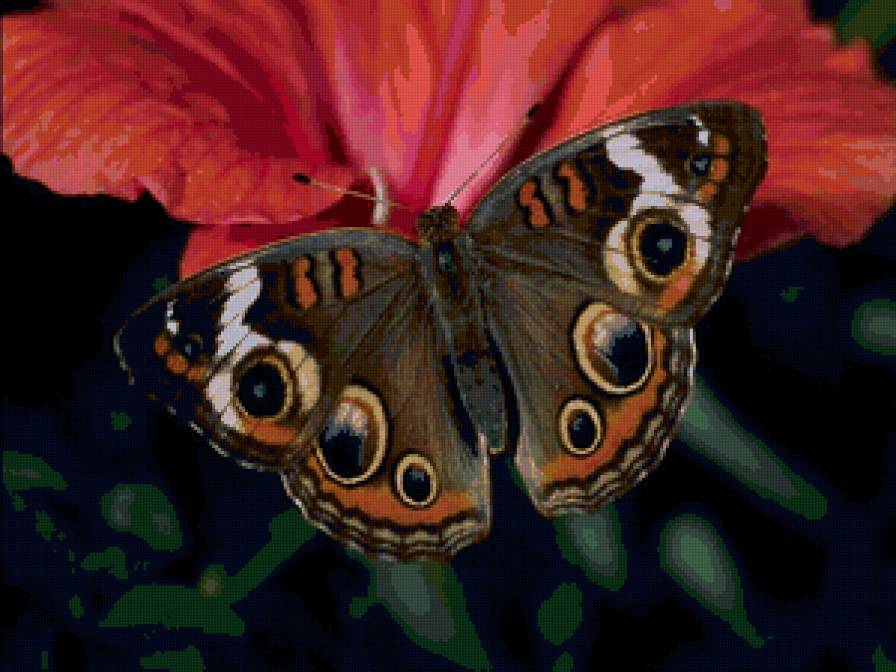бабочка - красота, бабочки, лето, цветы - предпросмотр