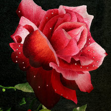 Оригинал схемы вышивки «Роза» (№69755)
