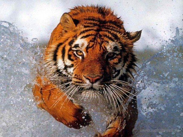 Брызги - тигр, хищник, вода, животные - оригинал