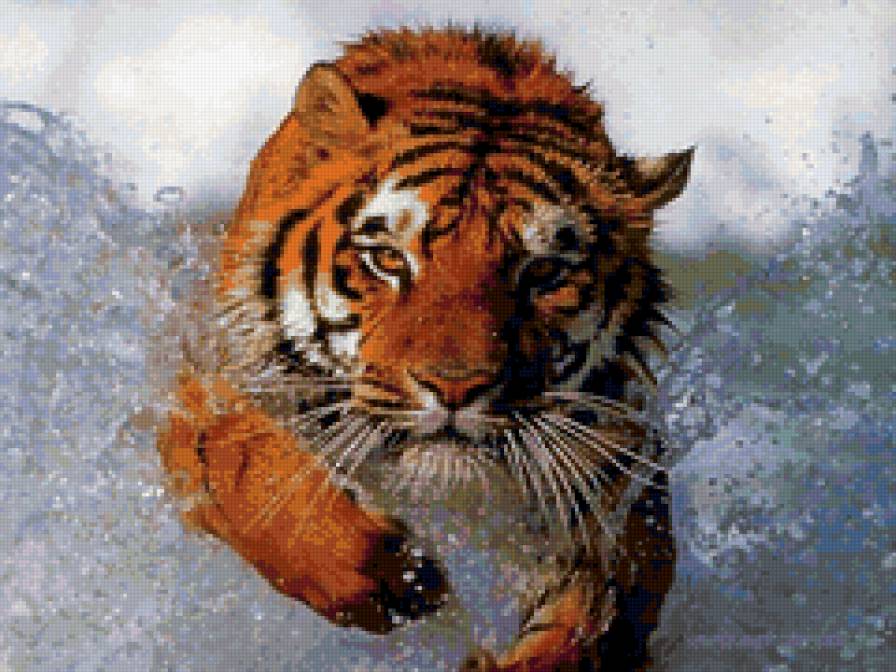 Брызги - тигр, хищник, животные, вода - предпросмотр