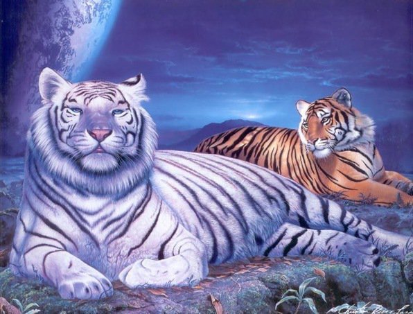 Сила и грация - животные, тигр, хищник - оригинал