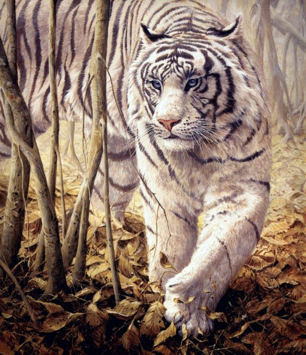 Белый тигр - тигр, хищник, животные - оригинал