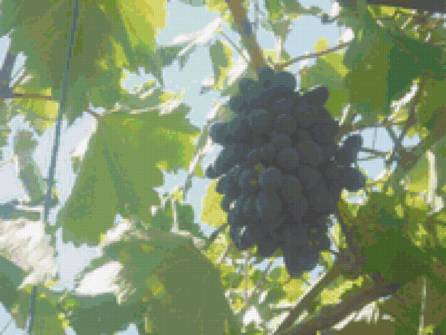 Гроздь винограда - фрукты - предпросмотр