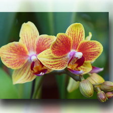 Оригинал схемы вышивки «орхидея,» (№70526)