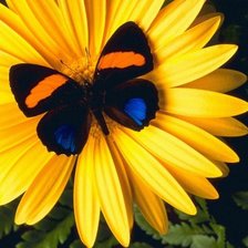 бабочка на желтом цветке