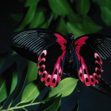 Оригинал схемы вышивки «черно-красная бабочка» (№70590)