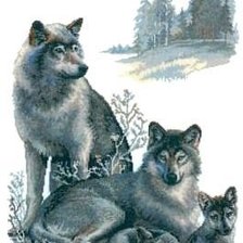 Оригинал схемы вышивки «Семья волков» (№70639)