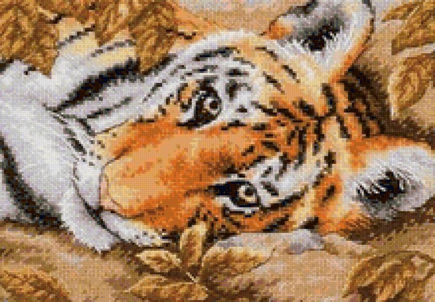 Тигренок - животные, хищник, тигр - предпросмотр