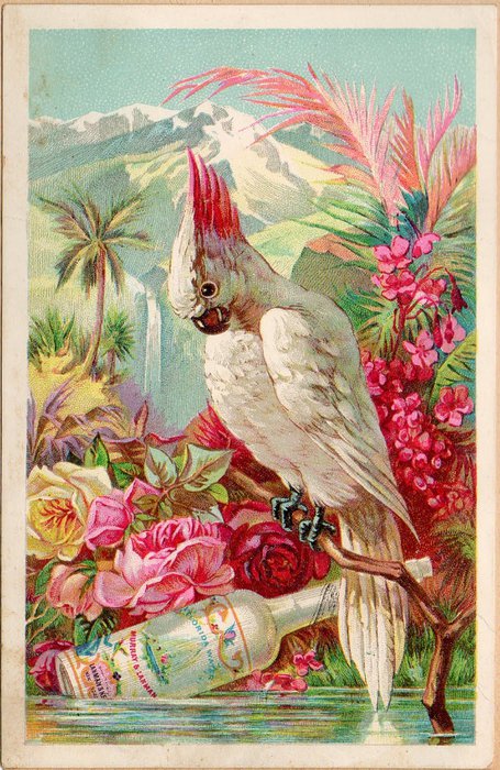попугай - картина, попугаи, природа, экзотика, цветы, красота, птицы - оригинал