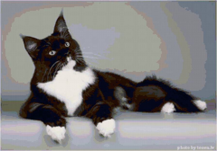 Черный кот - кот животное синий - предпросмотр