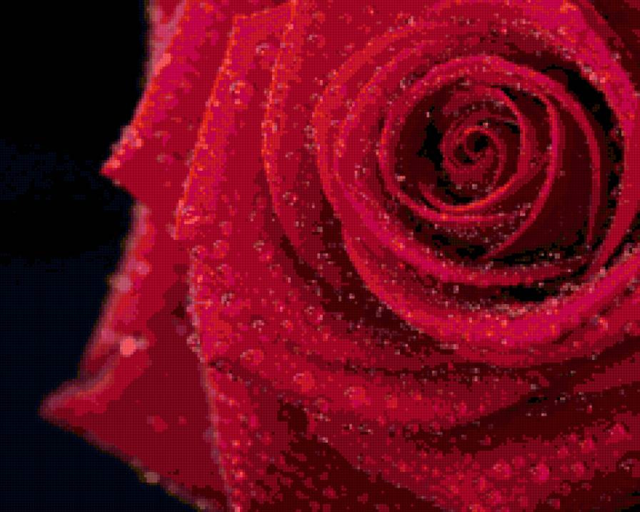 Роза красная - красная, роза, страсть, цветок - предпросмотр