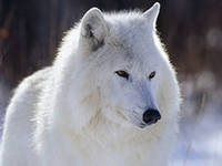 Оригинал схемы вышивки «белый волк» (№71539)