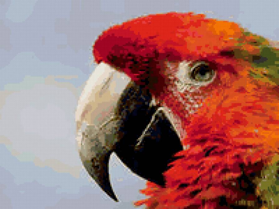 попугай - птицы - предпросмотр