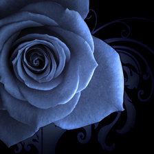 Схема вышивки «роза синяя»