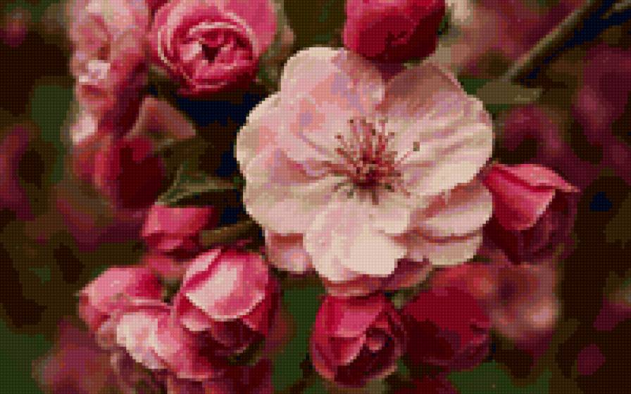 цветы яблони - цветы - предпросмотр