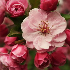 Оригинал схемы вышивки «цветы яблони» (№71888)