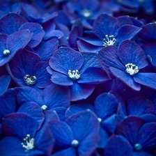 синие цветочки