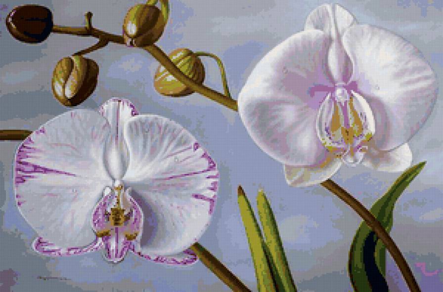 орхидеи - орхидеи, живопись, цветы - предпросмотр