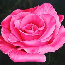 Оригинал схемы вышивки «роза» (№72194)
