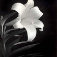 Лилия - черно-белое, белая лилия, цветы - оригинал