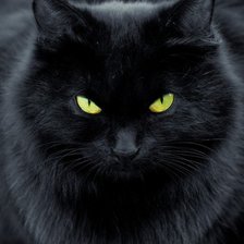 Оригинал схемы вышивки «черный кот» (№72261)