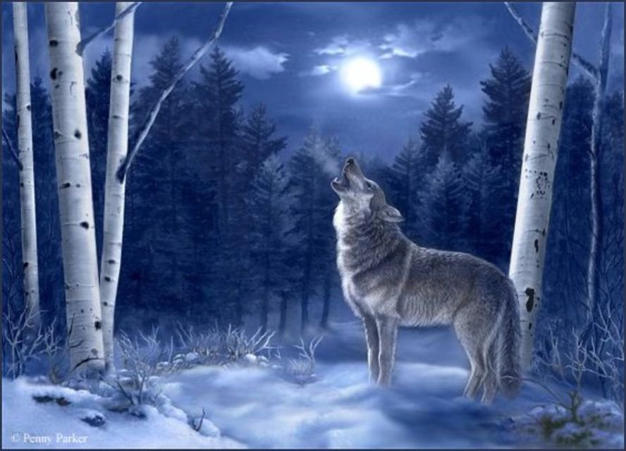 волк2 - волк, ночь, природа, луна - оригинал
