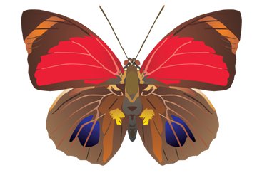 №72751 - насекомые, бабочки, бабочка - оригинал