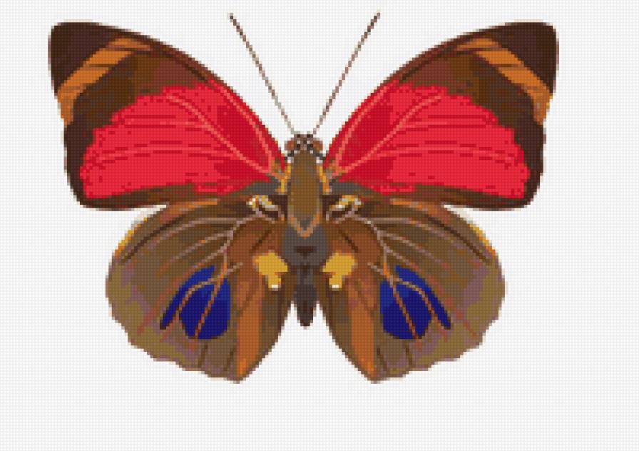 №72751 - бабочка, насекомые, бабочки - предпросмотр