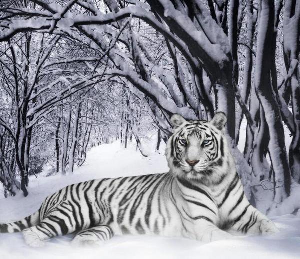 тигр - снег, природа, животные, пейзаж, суголбы, тигр - оригинал