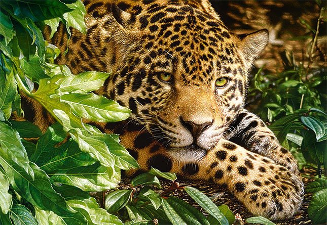 Леопард - леопард, хищник, животные - оригинал