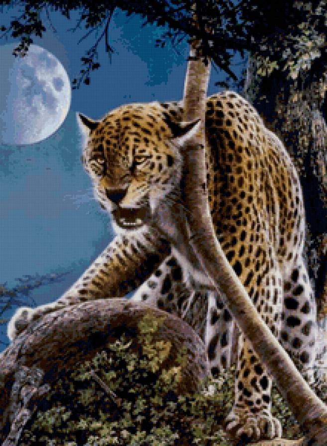 Ярость - леопард, хищник, животные - предпросмотр