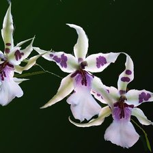 Оригинал схемы вышивки «орхидеи» (№73630)