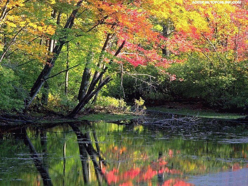 Отражение в реке - река, природа, пейзаж, осень - оригинал