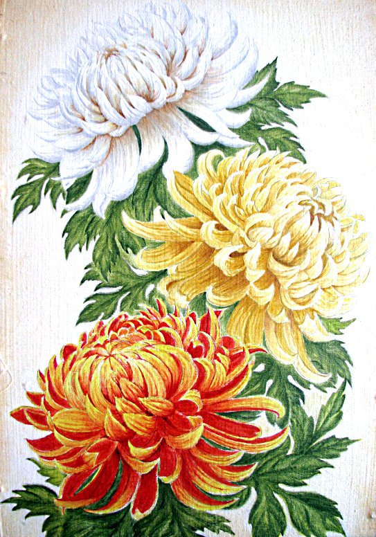 Хризантемы 2 - цветы, рисунок - оригинал