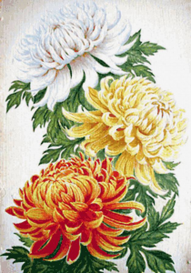 Хризантемы 2 - цветы, рисунок - предпросмотр
