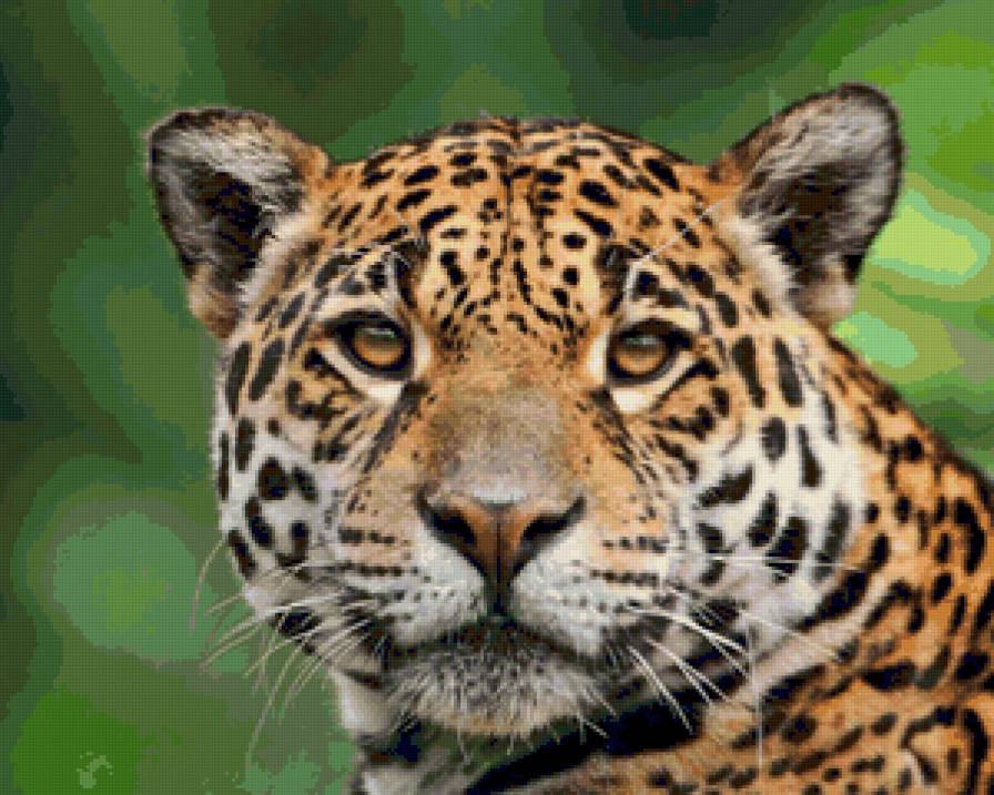 леопард - дикие кошки - предпросмотр