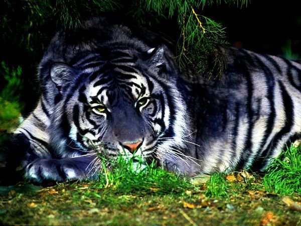 отдыхает - тигр, животные - оригинал