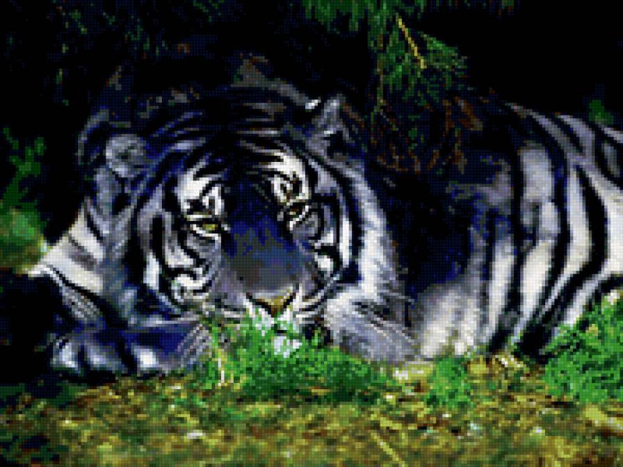 отдыхает - тигр, животные - предпросмотр