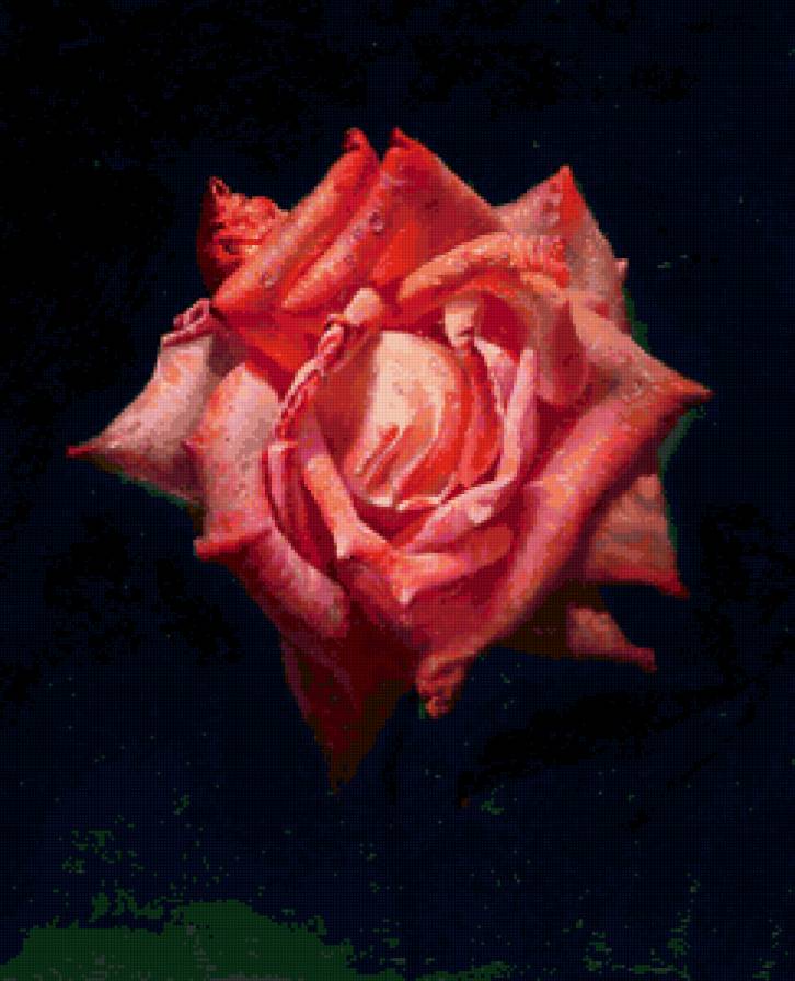 Серия "Соло розы" - роза, цветы - предпросмотр