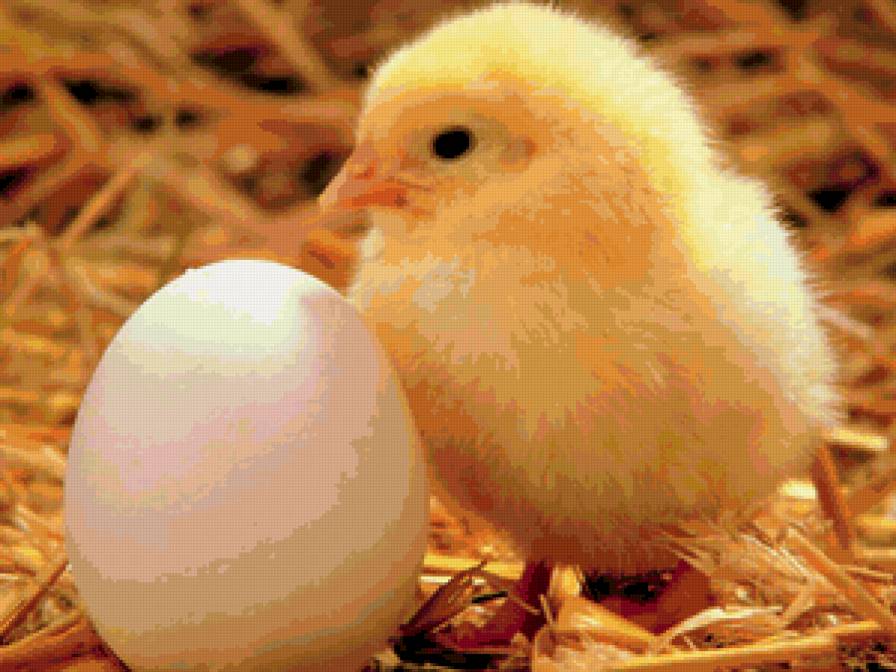 цыпленок и яйцо - животные, цыпленок, яйцо, птица - предпросмотр