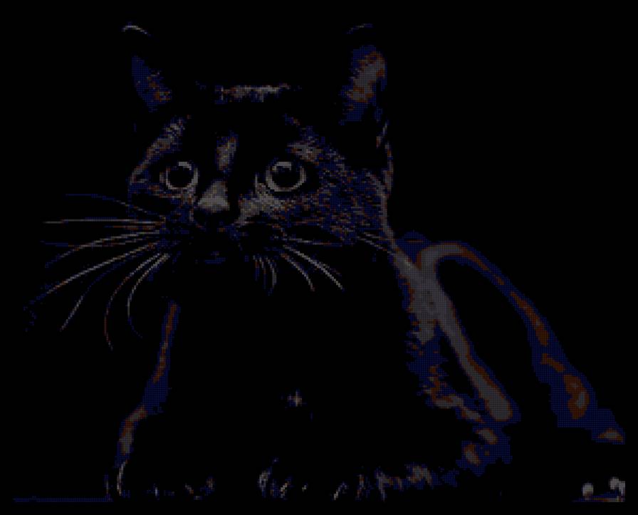 Черный кот - животные, котенок, кошка - предпросмотр