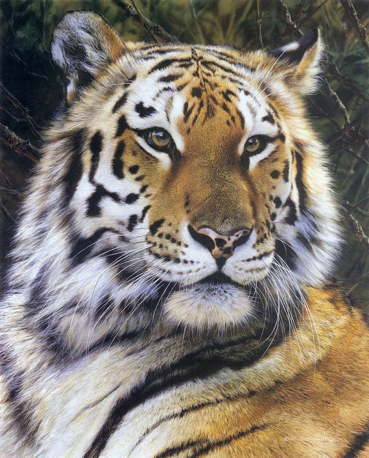 Тигр - хищник, животные, тигр - оригинал