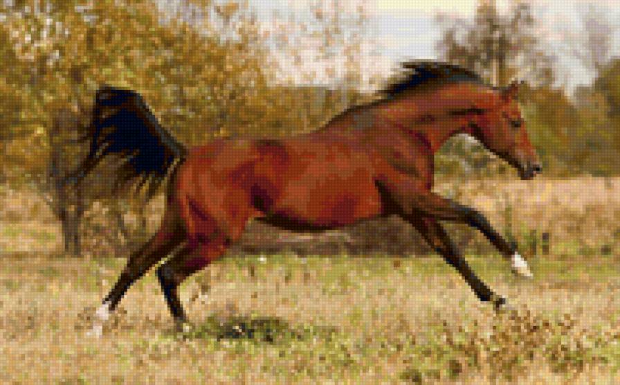 Воплощение энергии - лошадь, животные, конь - предпросмотр