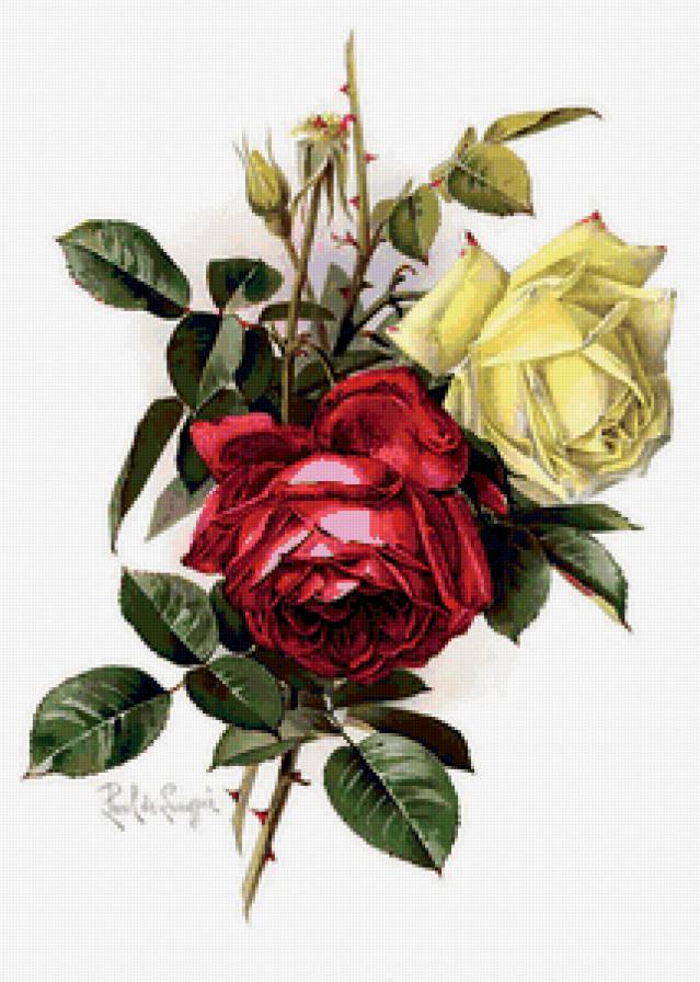 Белая и красная розы - цветы, роза - предпросмотр