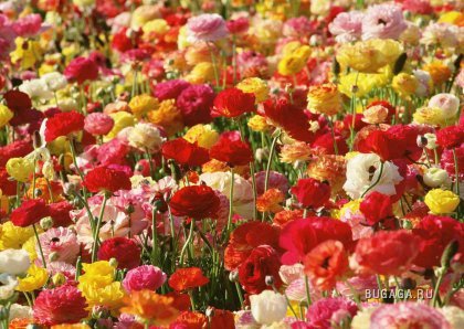 цветочное поле - поле, цветы, лето - оригинал